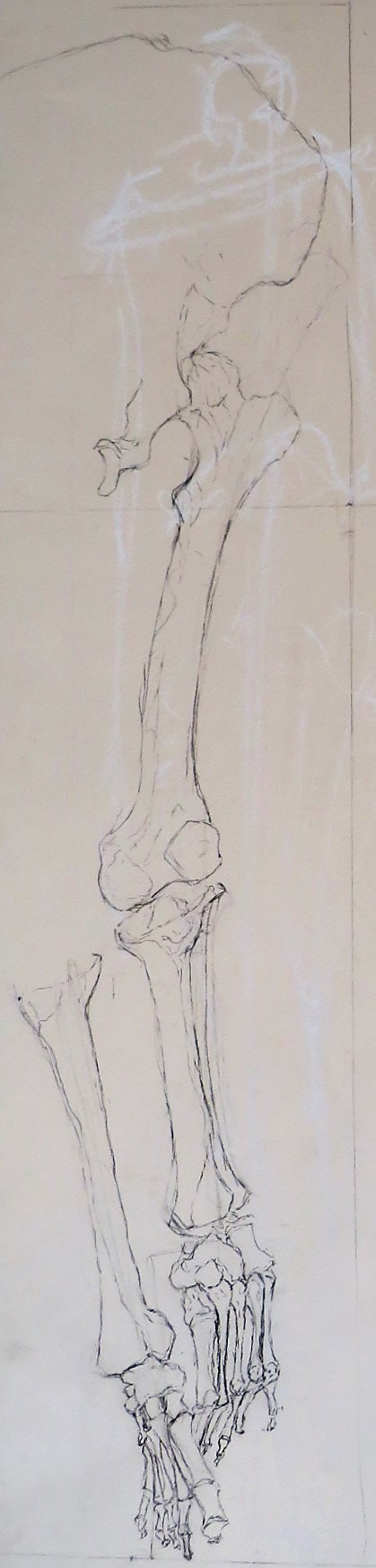 Leg Bones Study