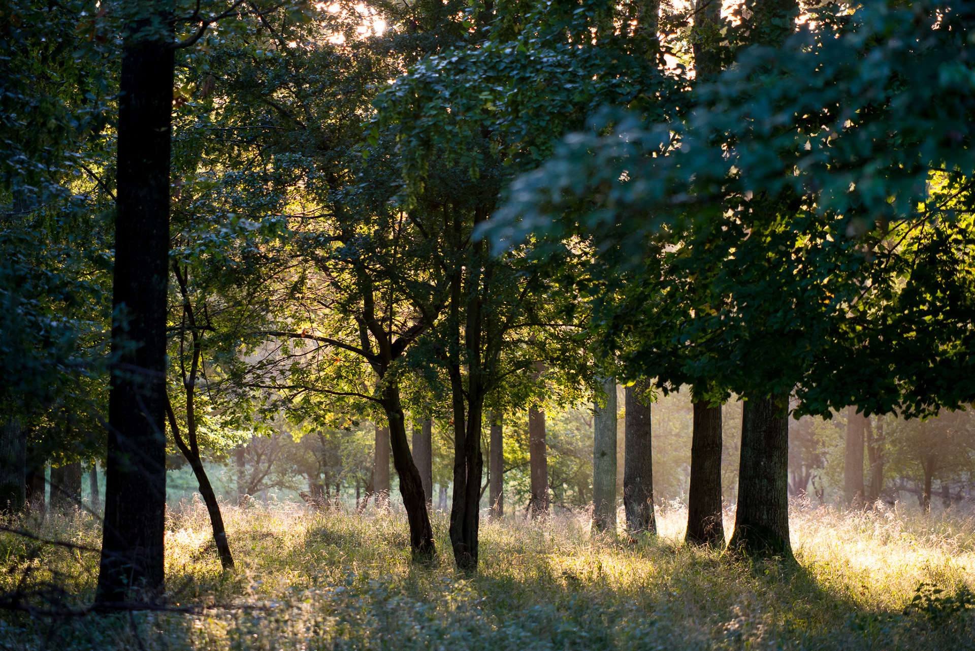 Dyrehaven, Köpenhamn
