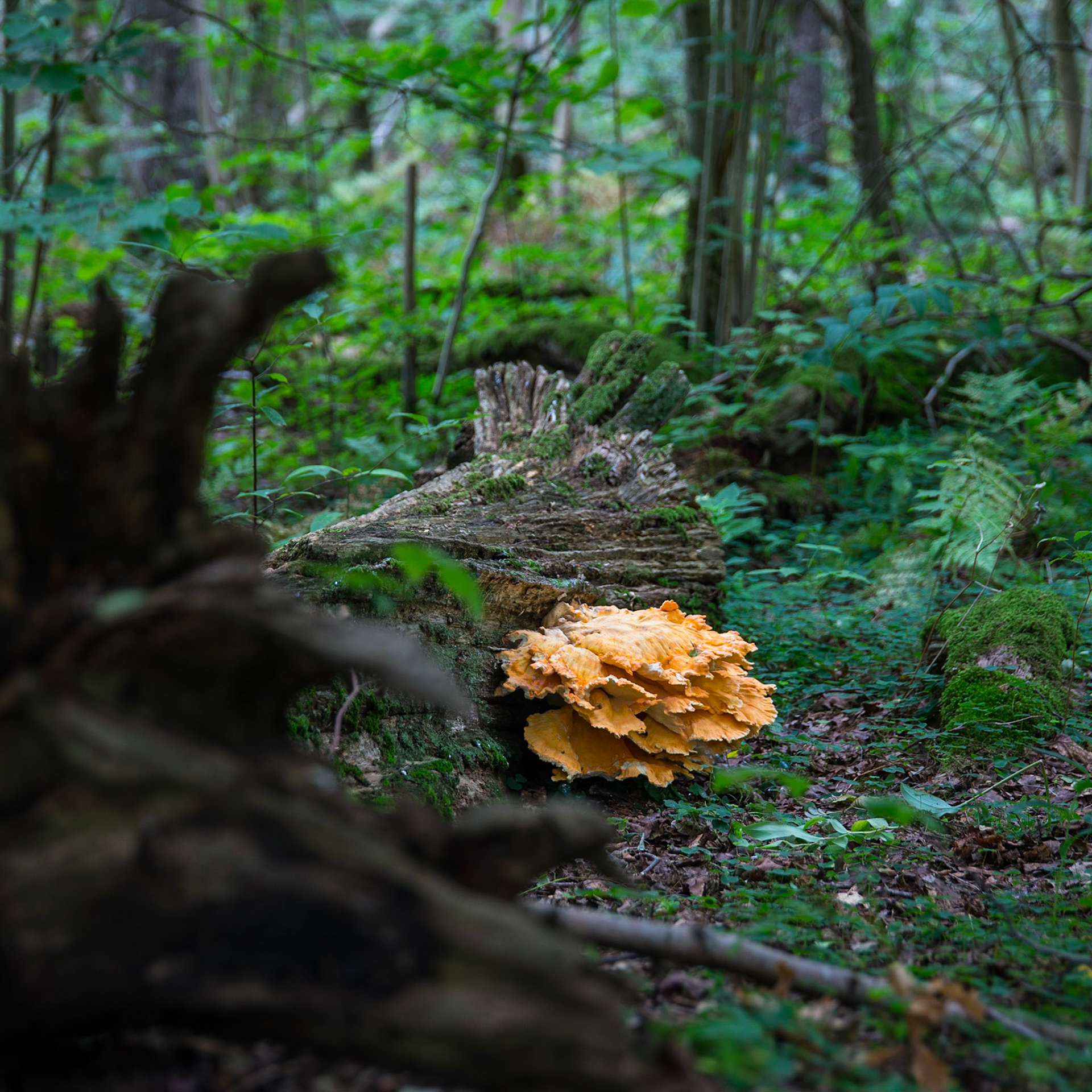 En färgklick i ett grönt Rya skog. #ryaskog #hisingen