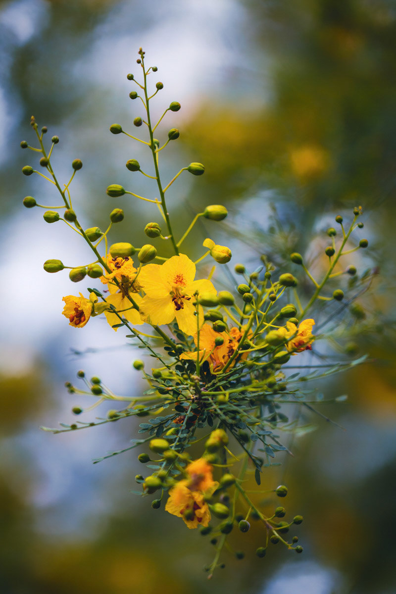 A Spray of Flowers