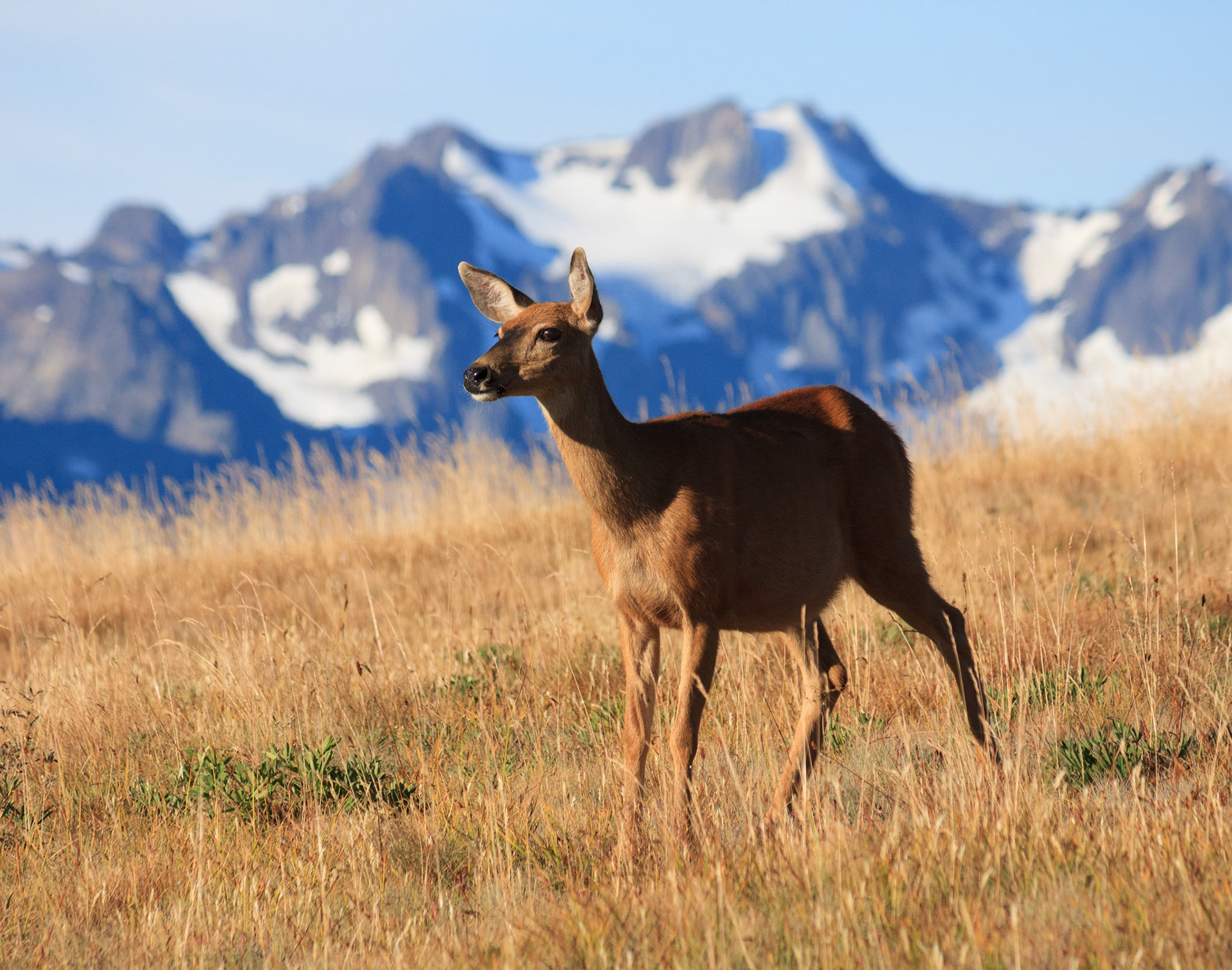 Black-tailed doe on Hurricane Ridge, Olympic National Park, Washington