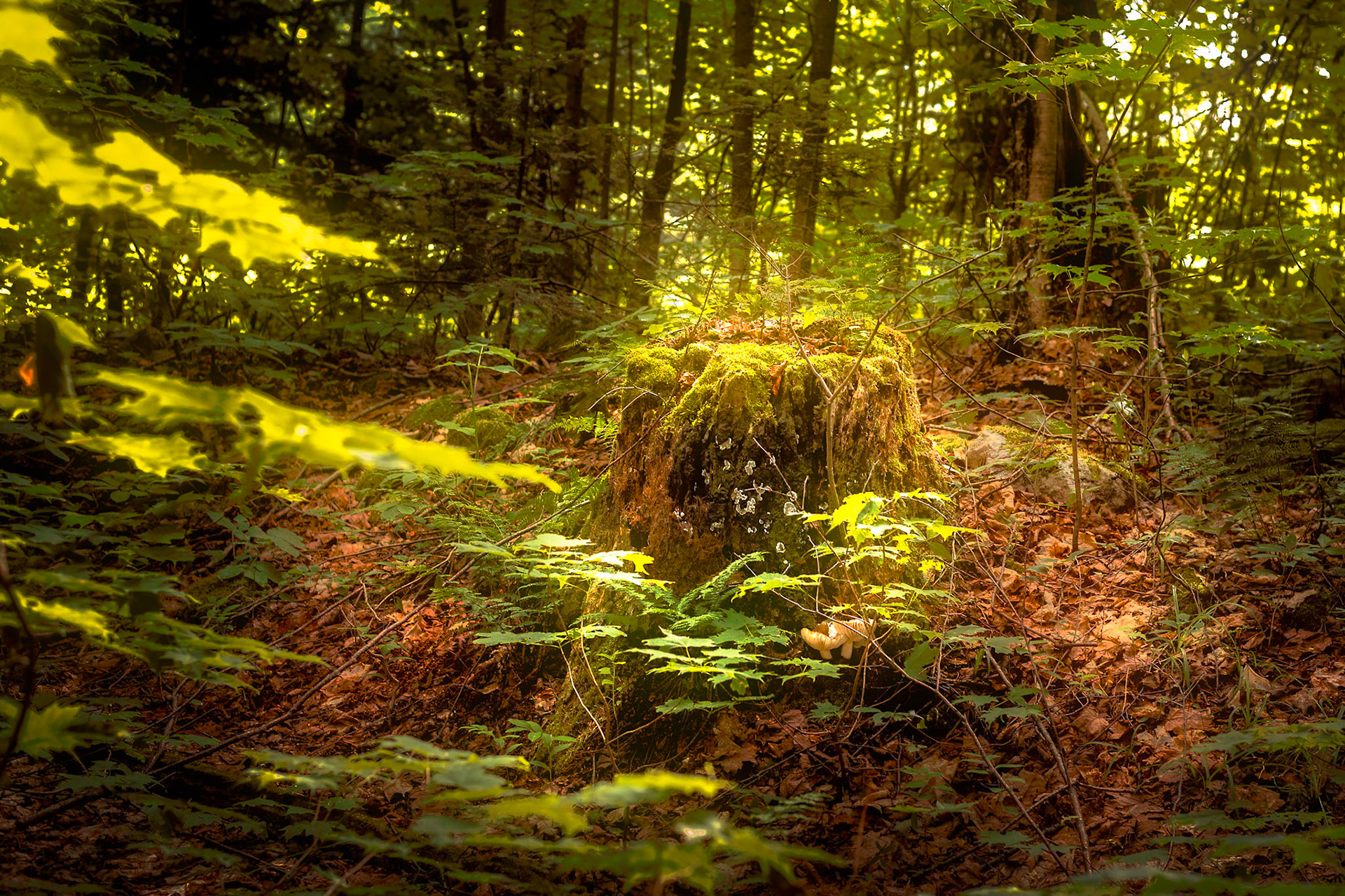 Walking along a trail in the bush I saw this old, moss covered stump illuminated by the early morning sunlight.