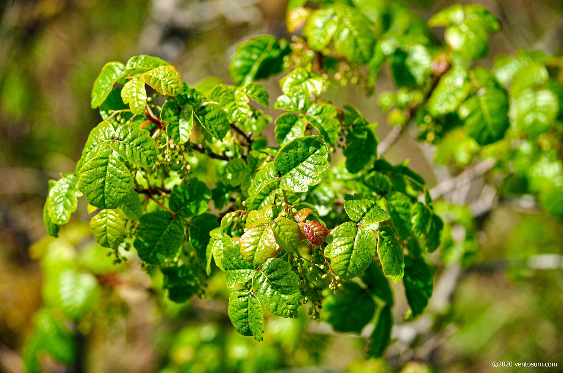 Lexington Reservoir, Los Gatos, California, United States