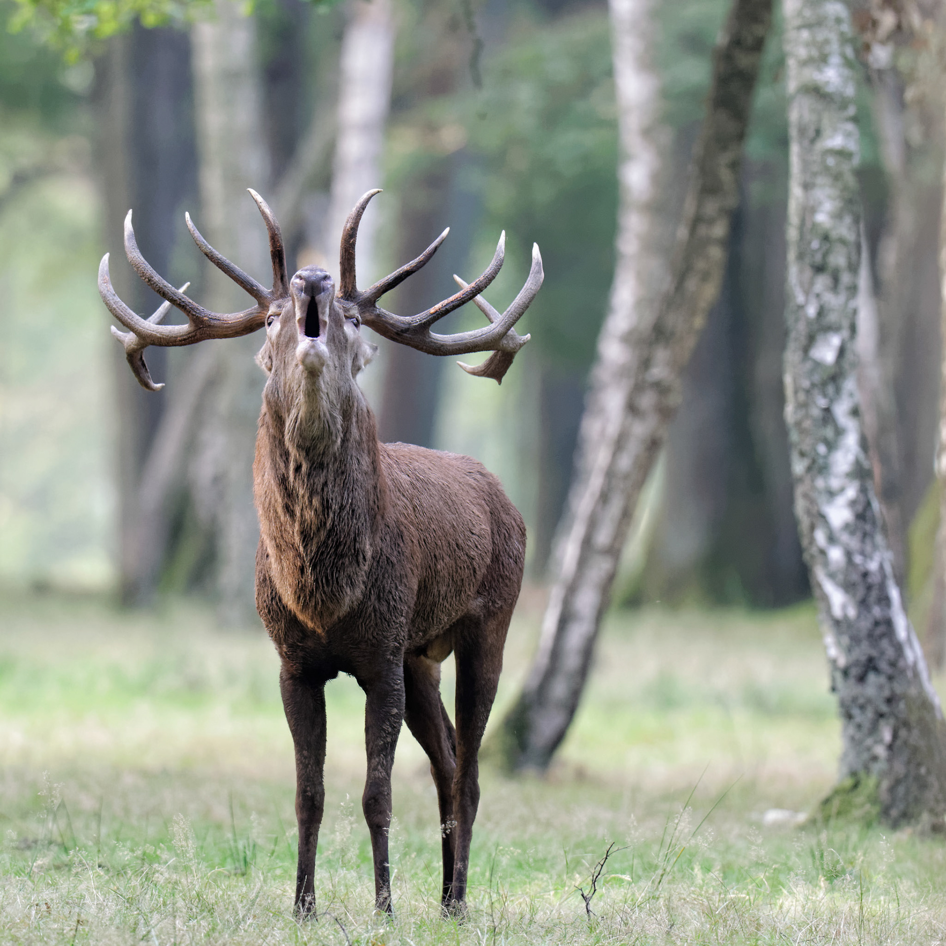 Thierry Ladreyt  Photographe  Brame du Cerf en forêt de Rambouillet