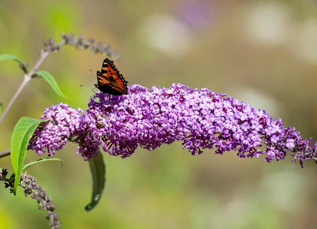 Small Tortoiseshell on Buddleia