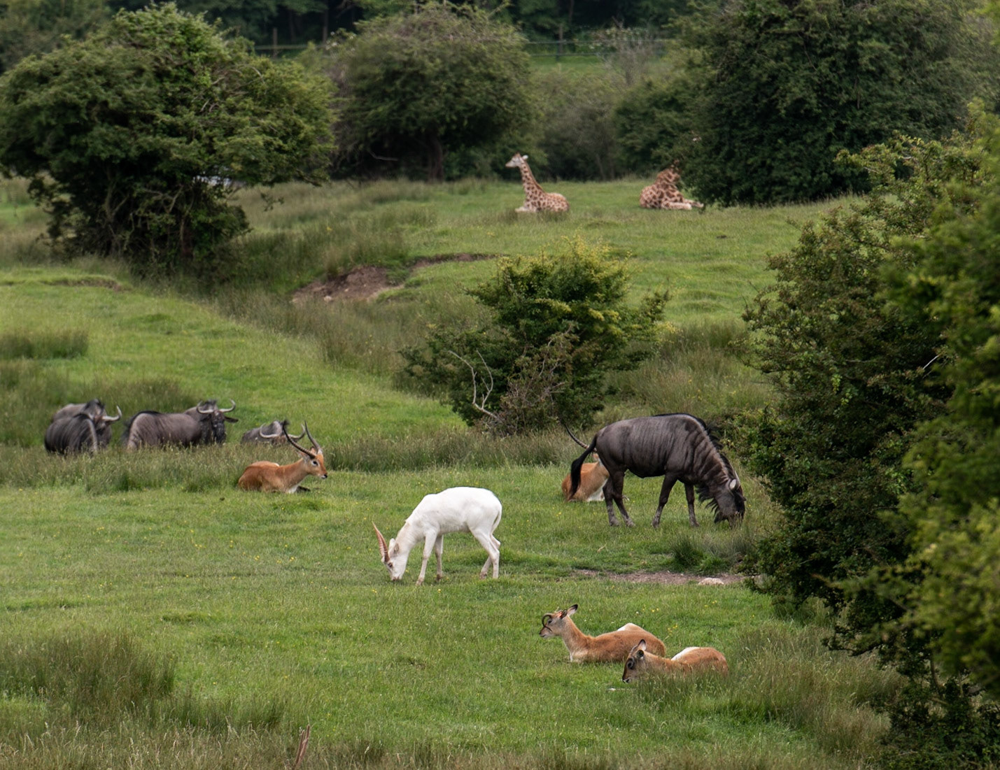 Just a Typical Kentish Field