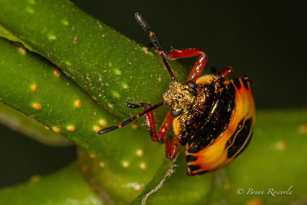 Bronze Shield bug