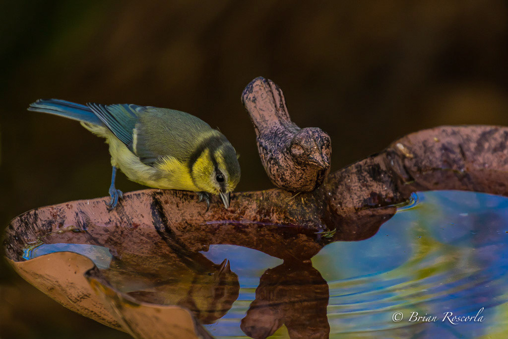 A Blue Tit having a dring from the bird bath