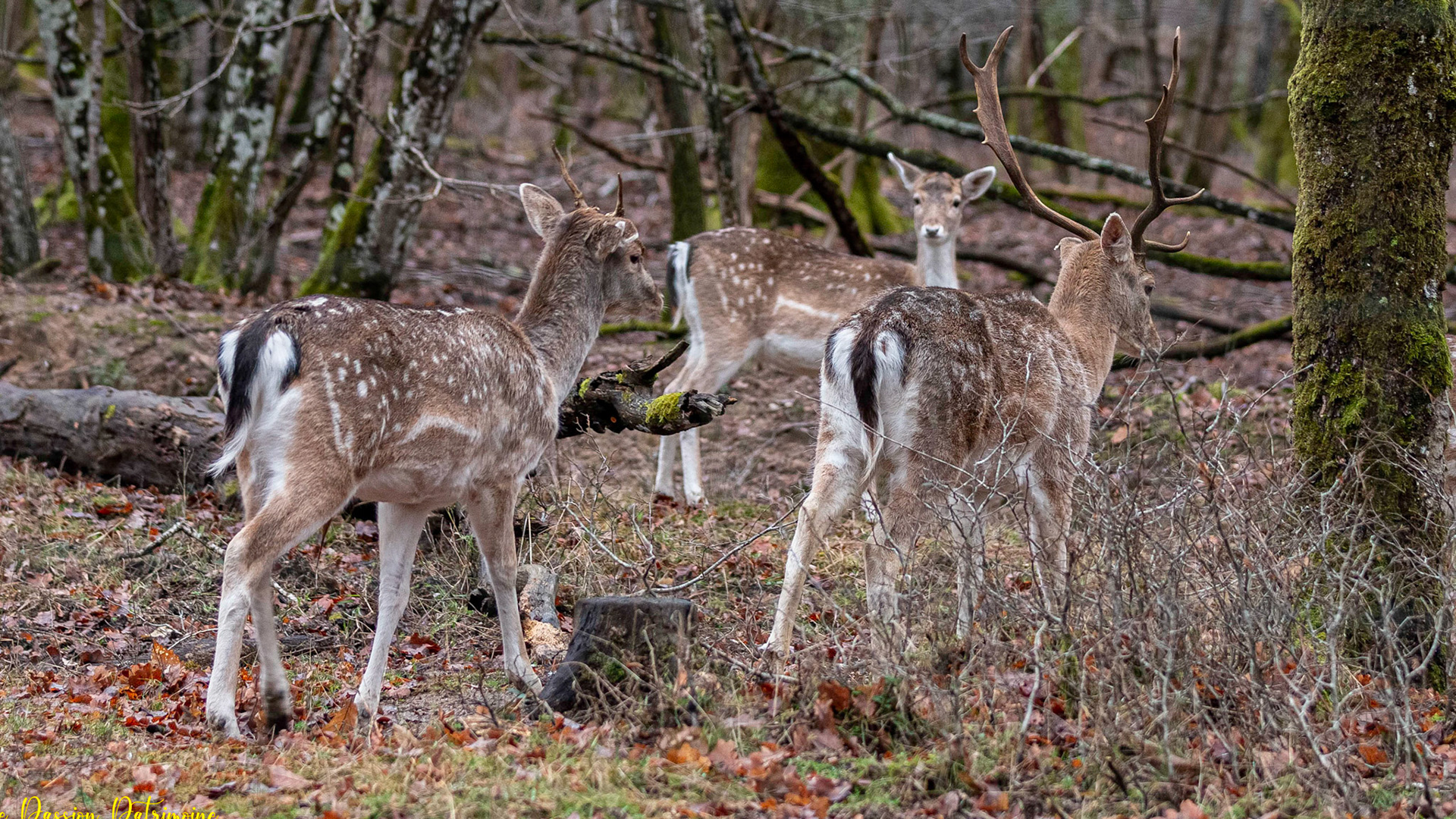 Daims, Forêt de Langesse