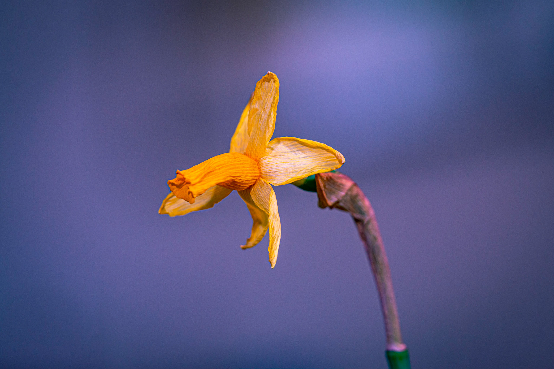 Narcisse jaune