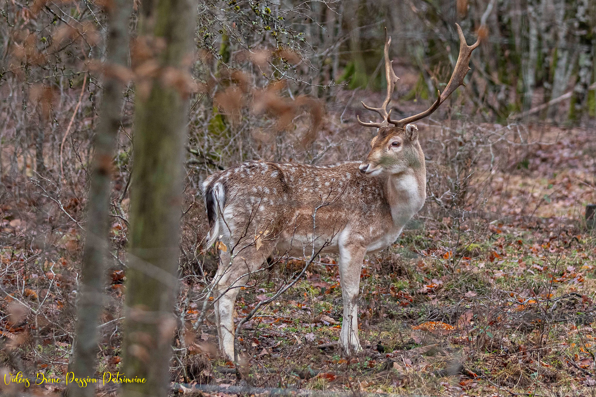 Daim, Forêt de Langesse