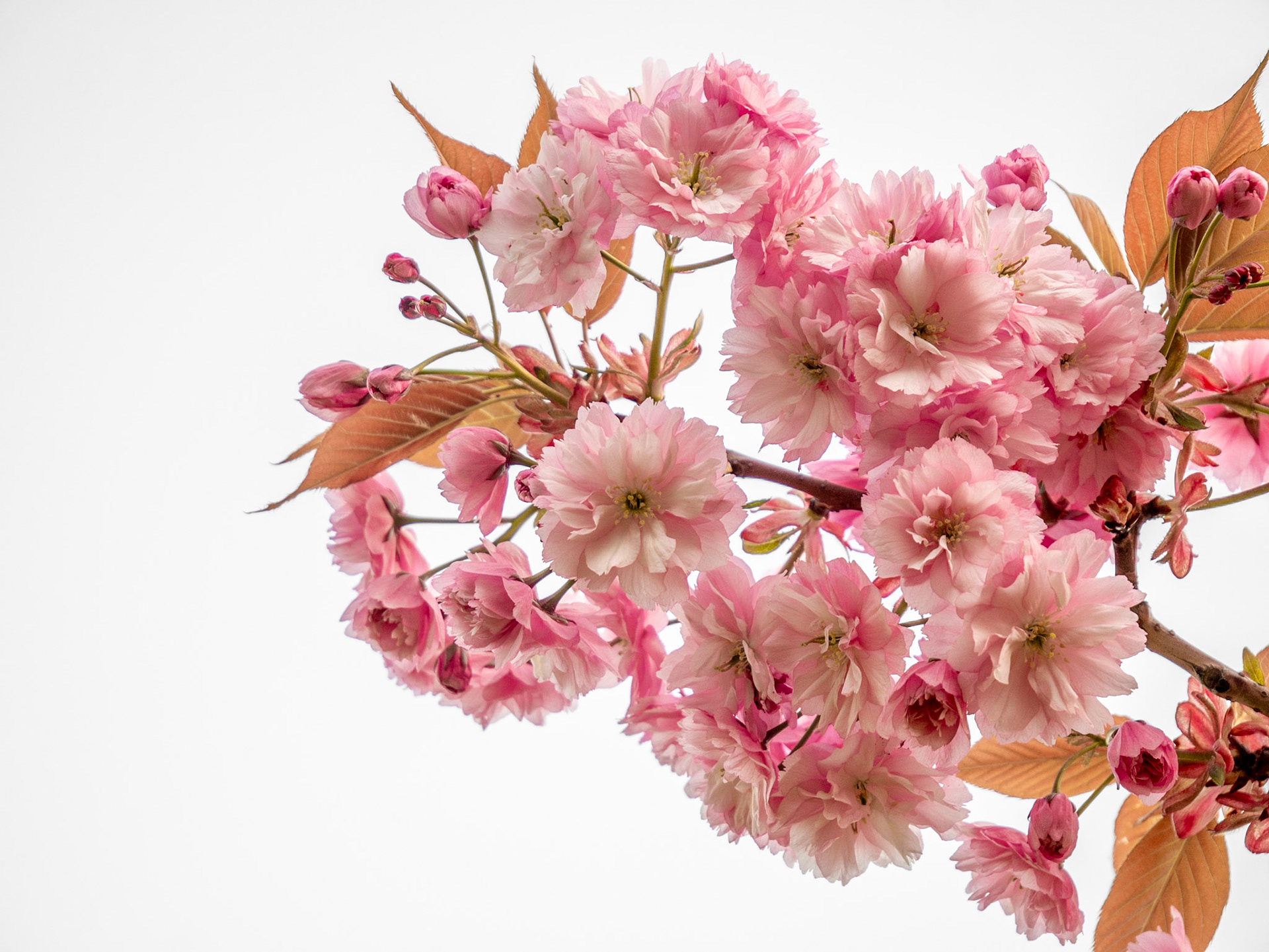 Cherry blossom