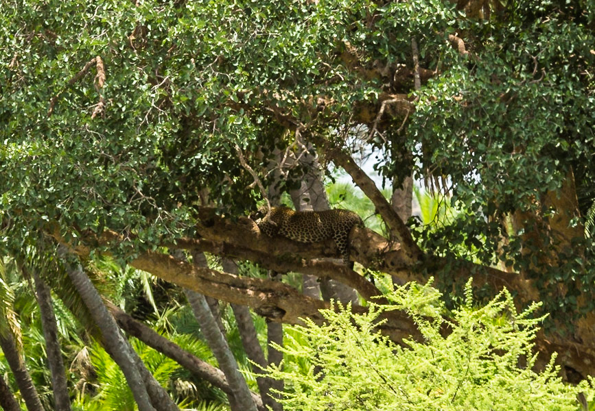 Leopard camouflage is even good when in the tree