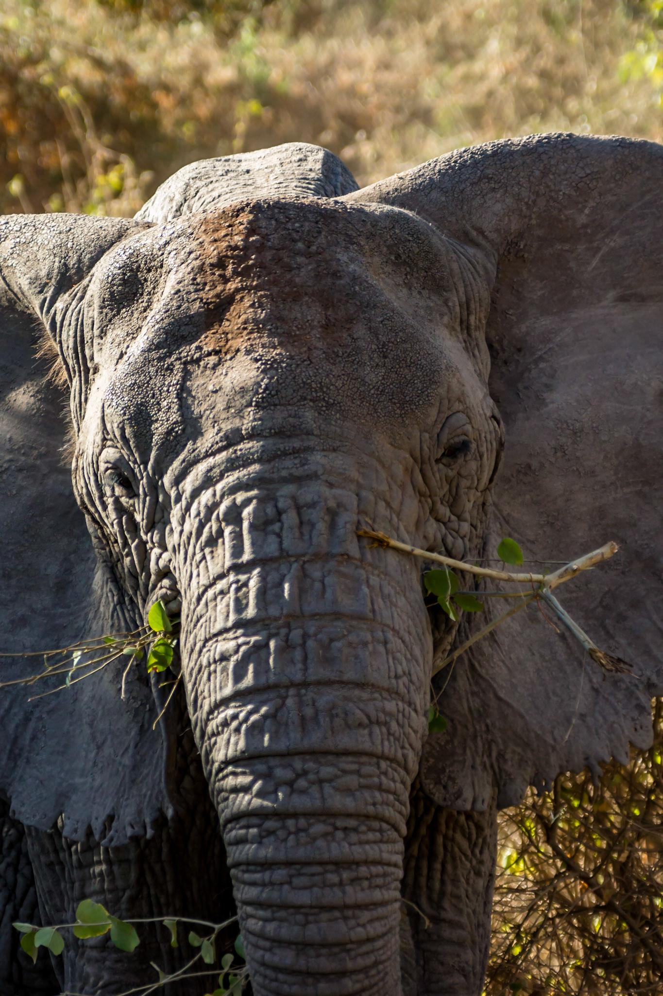 Our first Elephant
