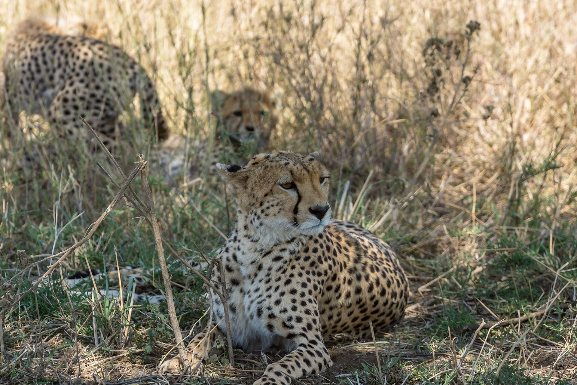 Mum, always alert to protect her cubs