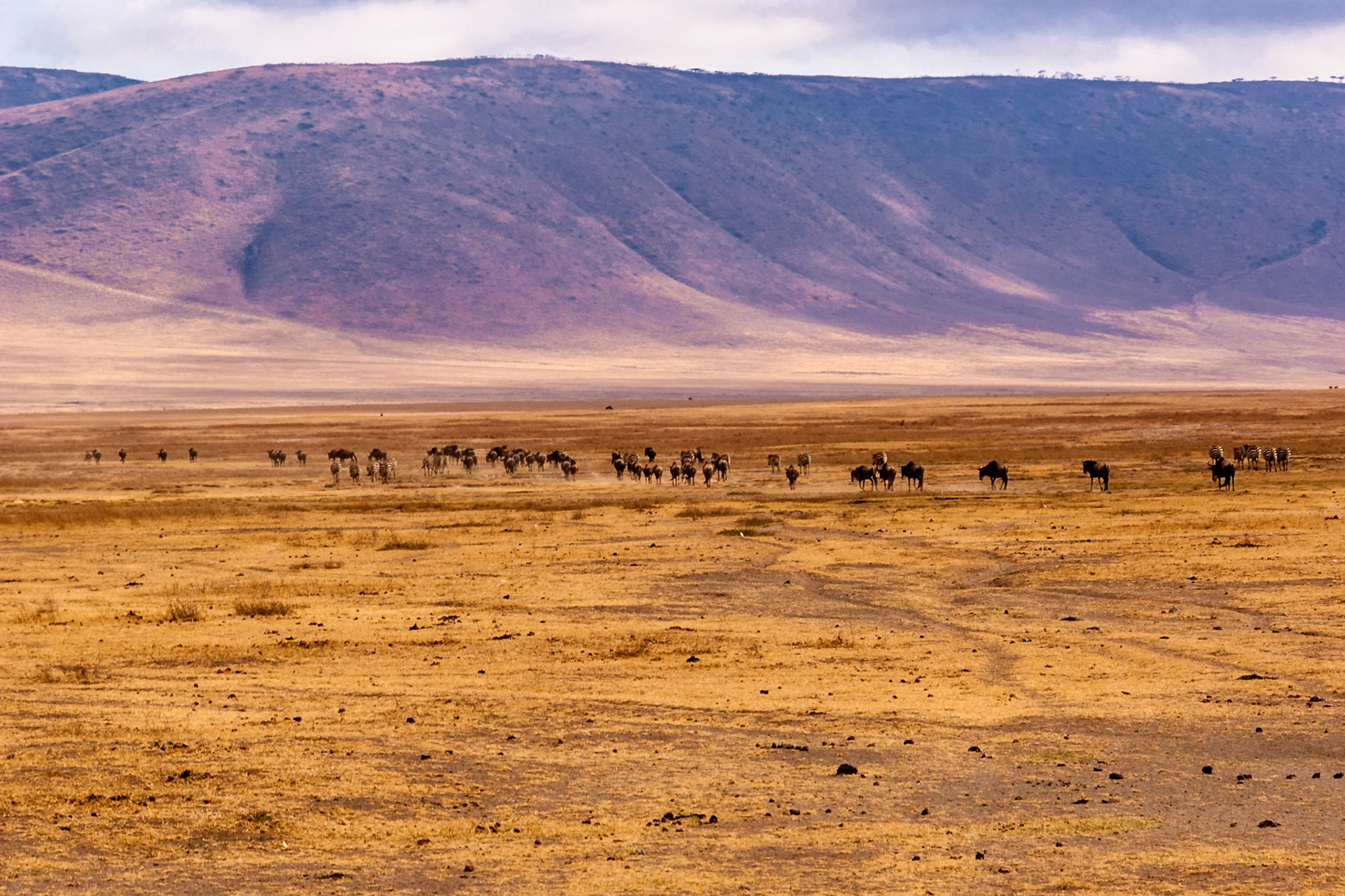 Our first glimpse of a Wildebeest heard