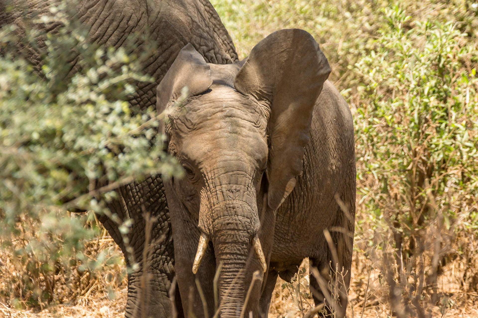 Baby Elephant, Lake Manyara