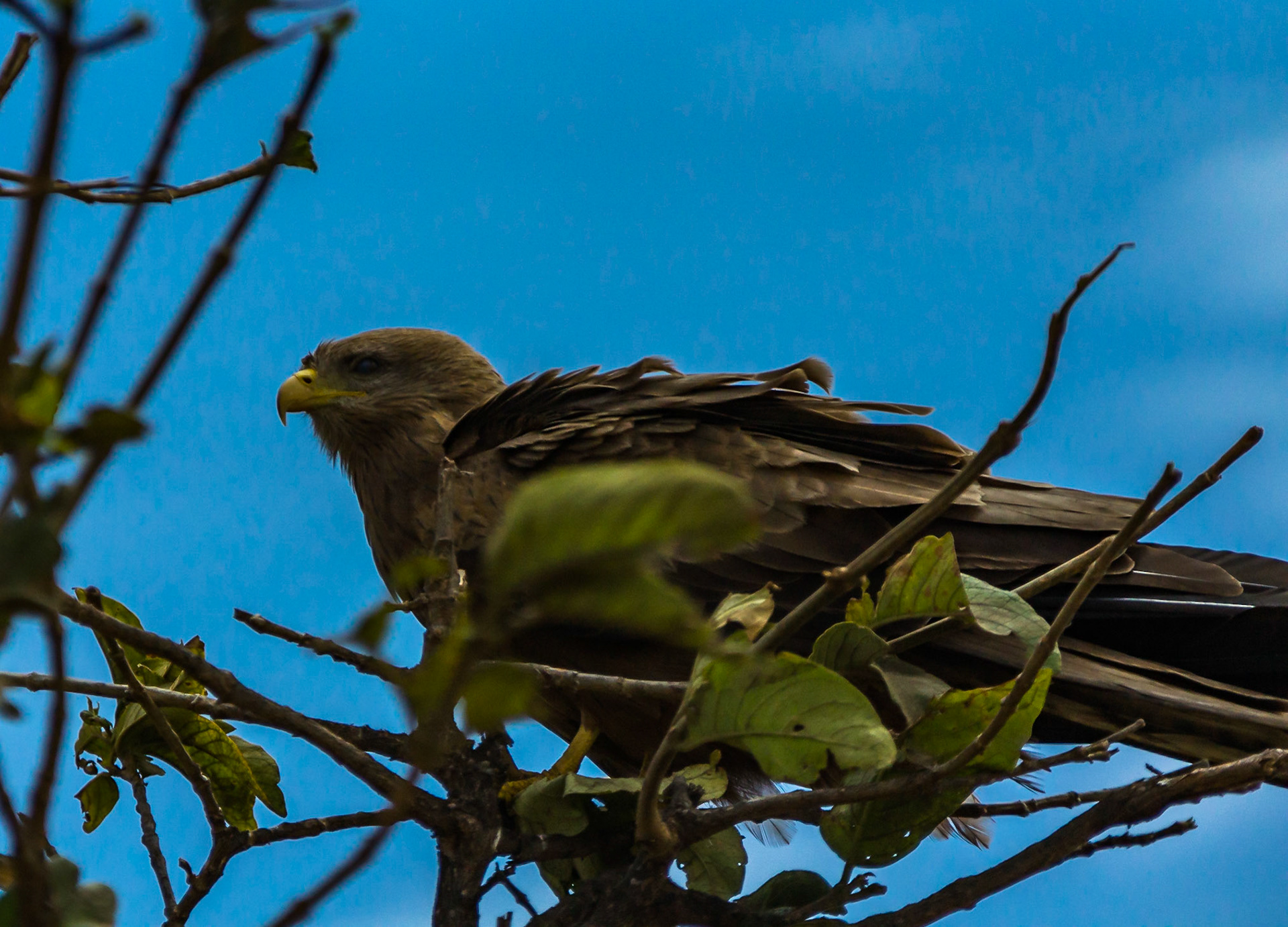 And Raptors too!