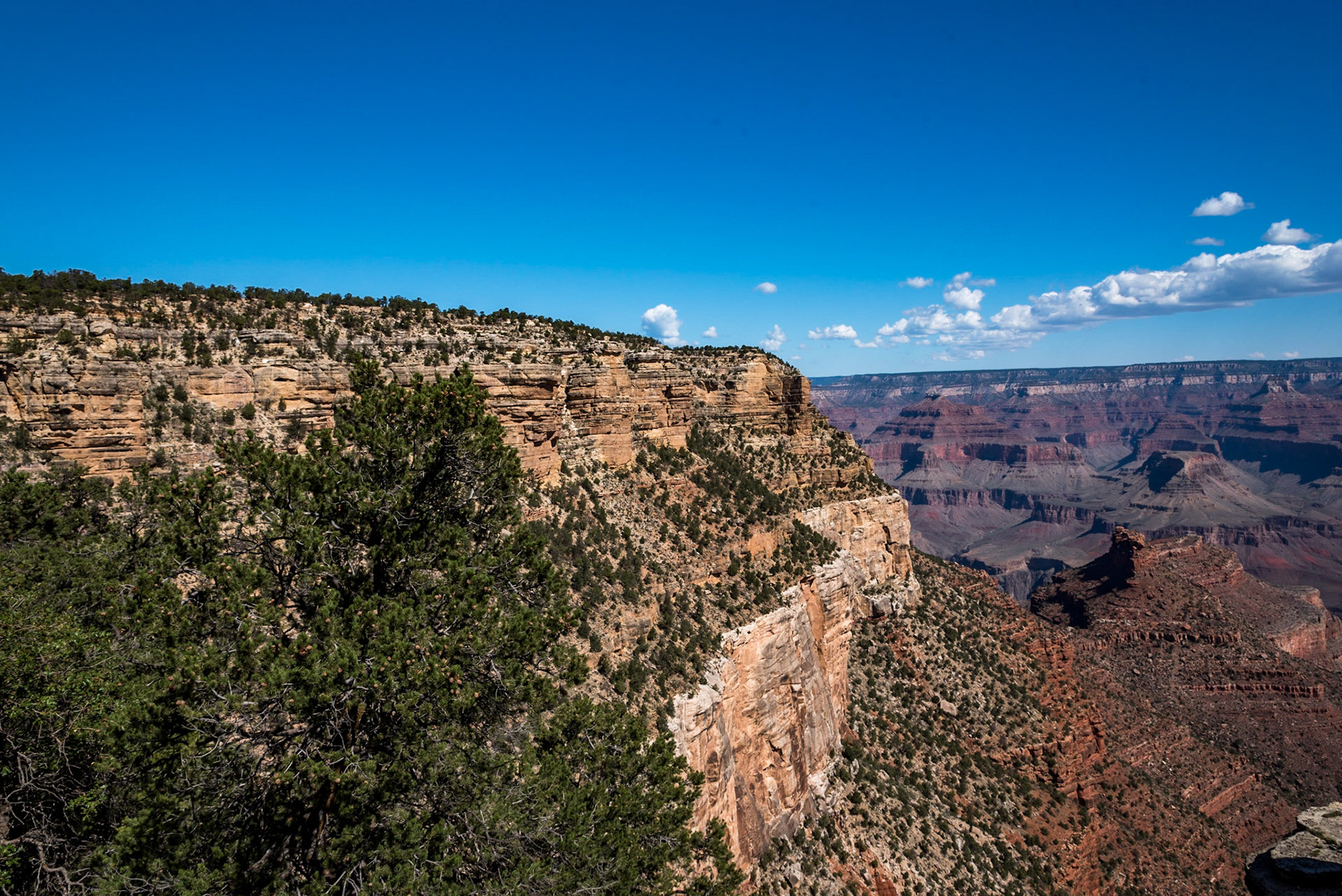 Amazing where trees will grow! Grand Canyon, Arizona