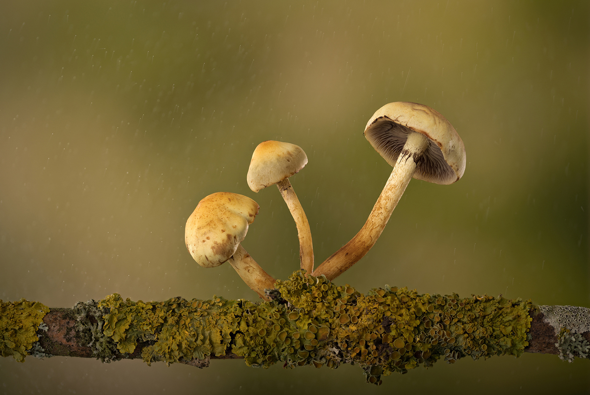Sulphur tufts
