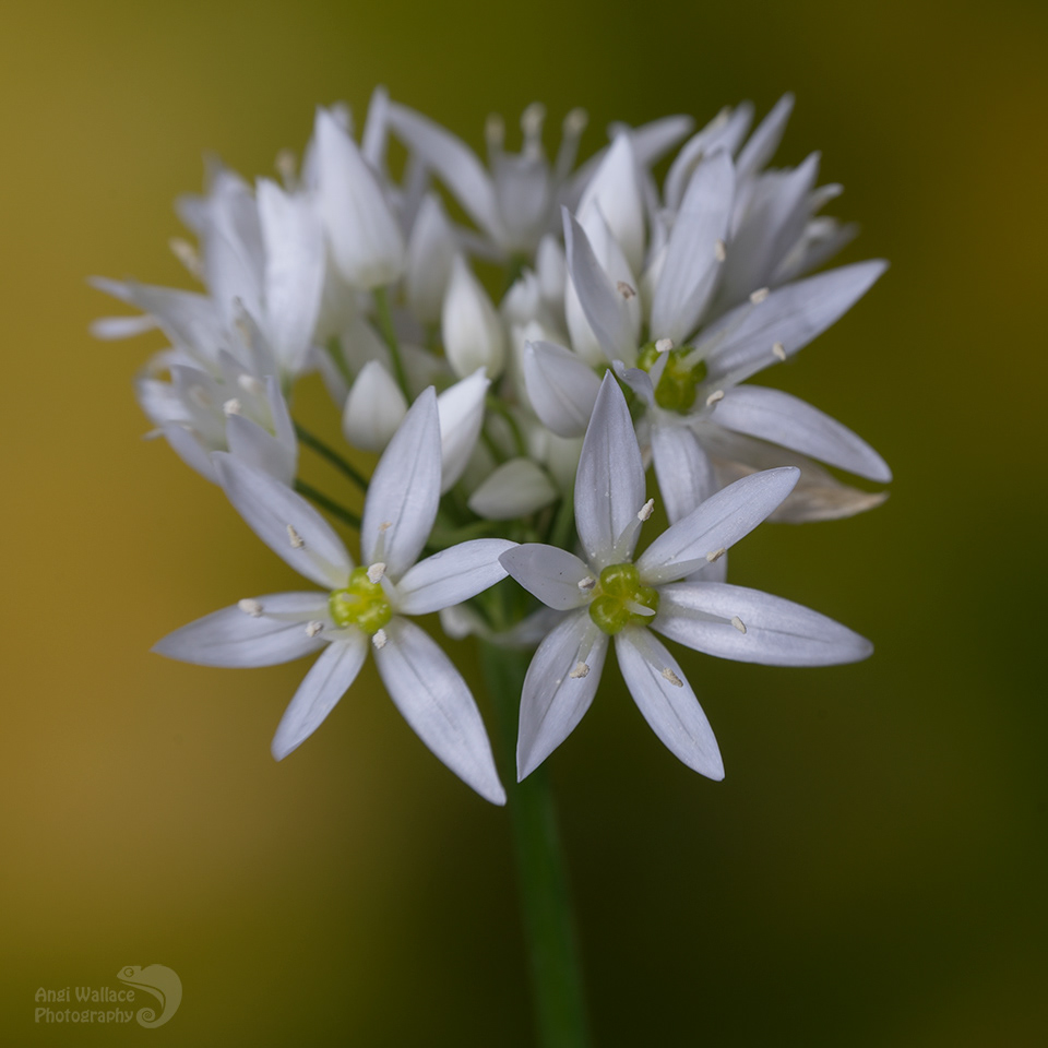 Angi Wallace - Floral and plant life