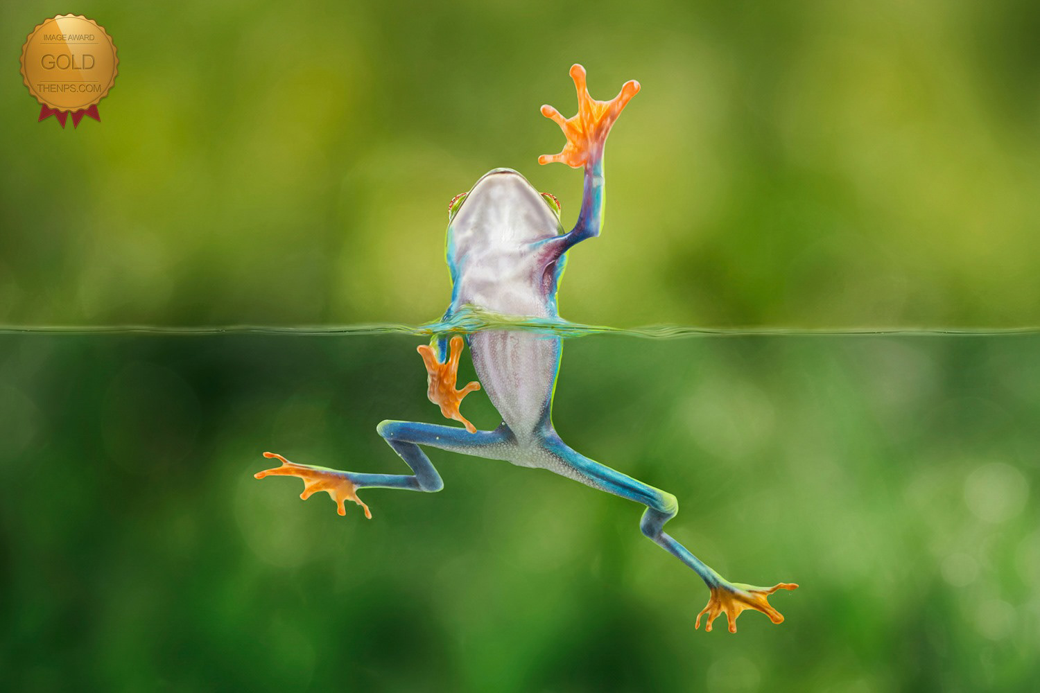 Red eyed tree frog