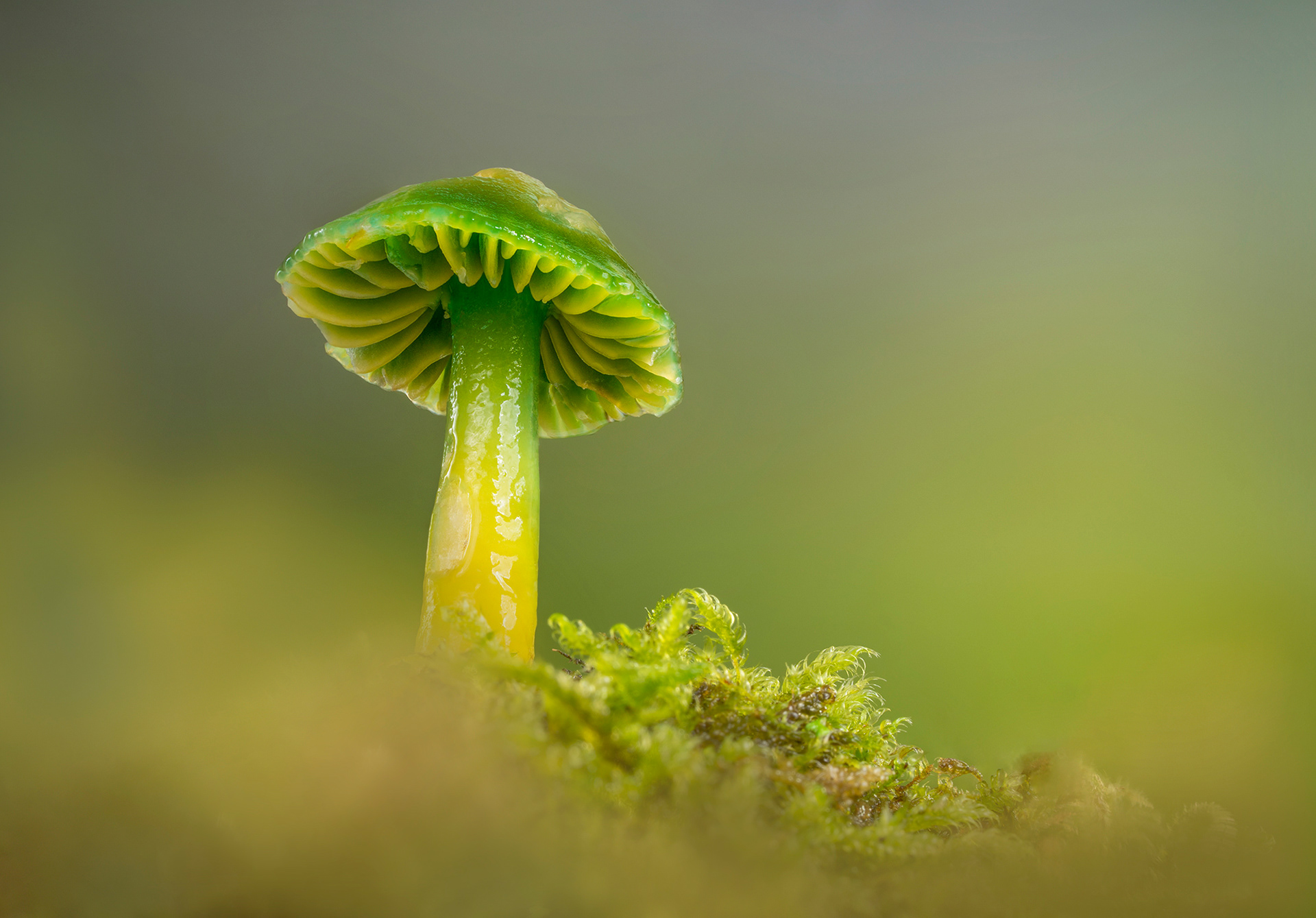 Parrot waxcap