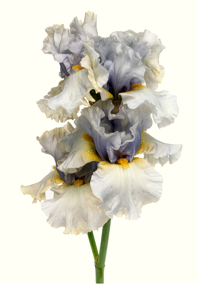 Iris Suspicion