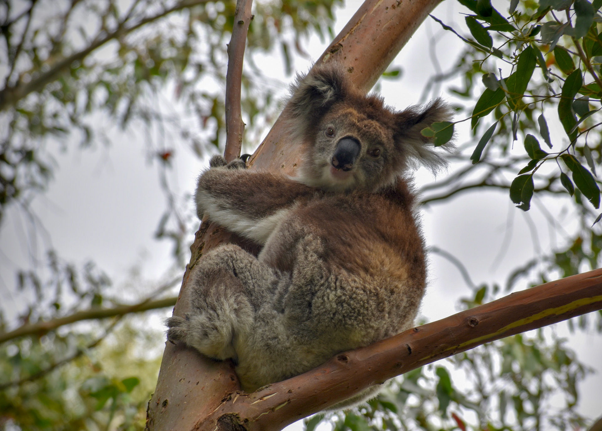 Adam Hill THE WILD KOALA BEAR GREAT OCEAN ROAD VIC AU