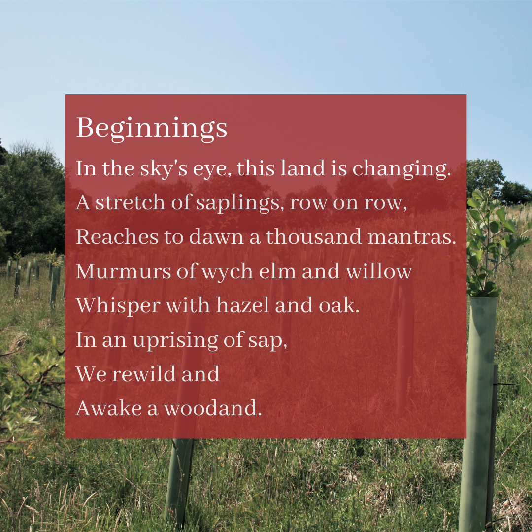 Design for Marchant Barron, award-winning poet and personal hero! Marchant wrote this site-specific piece for the charity Moor Trees.