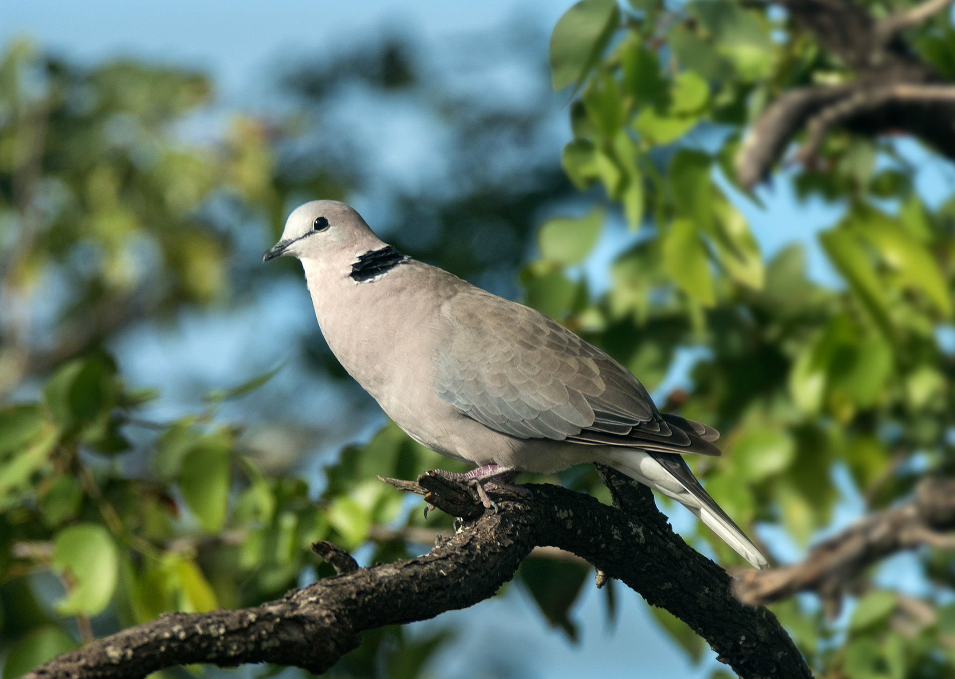 Ring-necked dove