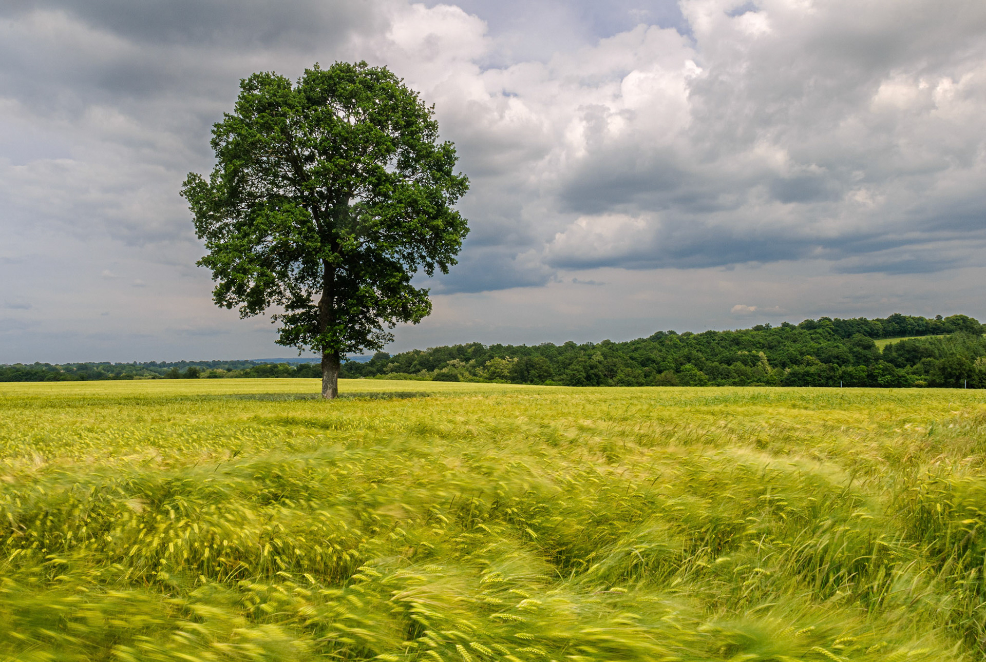 Champ de blé, Auvergne