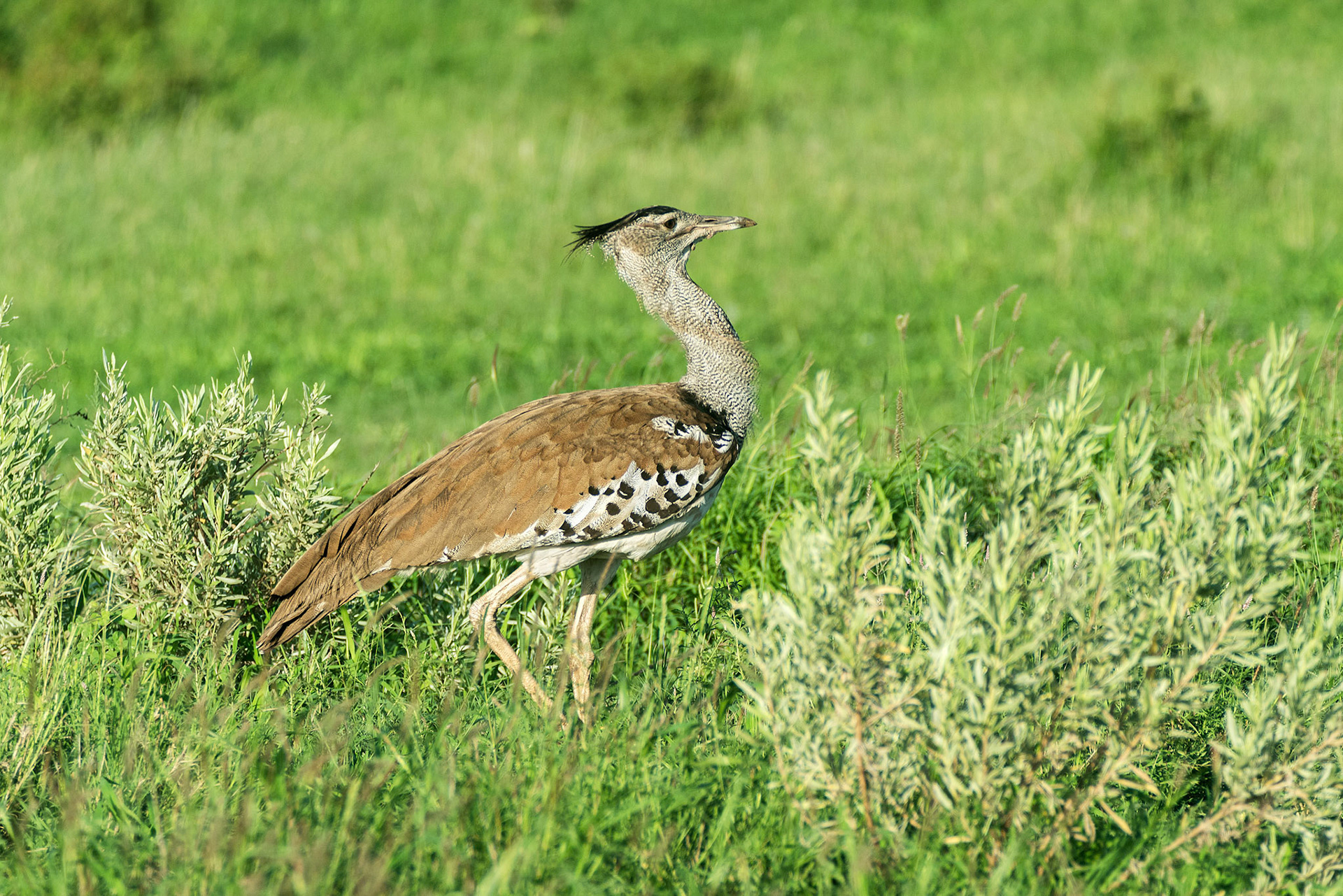 Kori Bustard