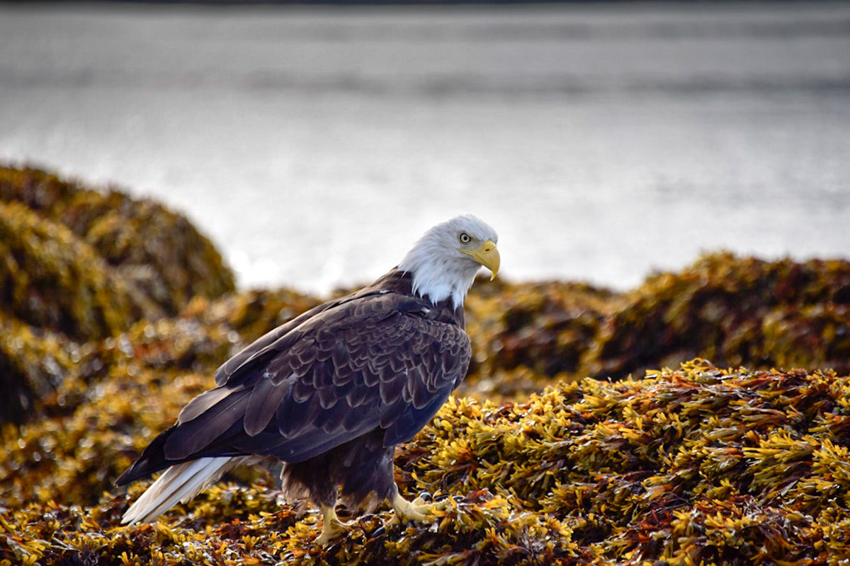 alaska: 31+ Alaska Birds Of Prey Identification Gif