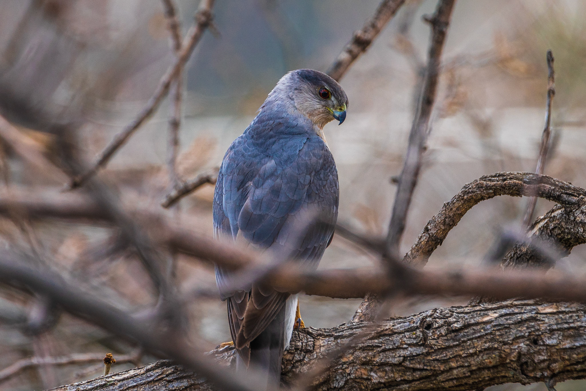 Cooper’s Hawk