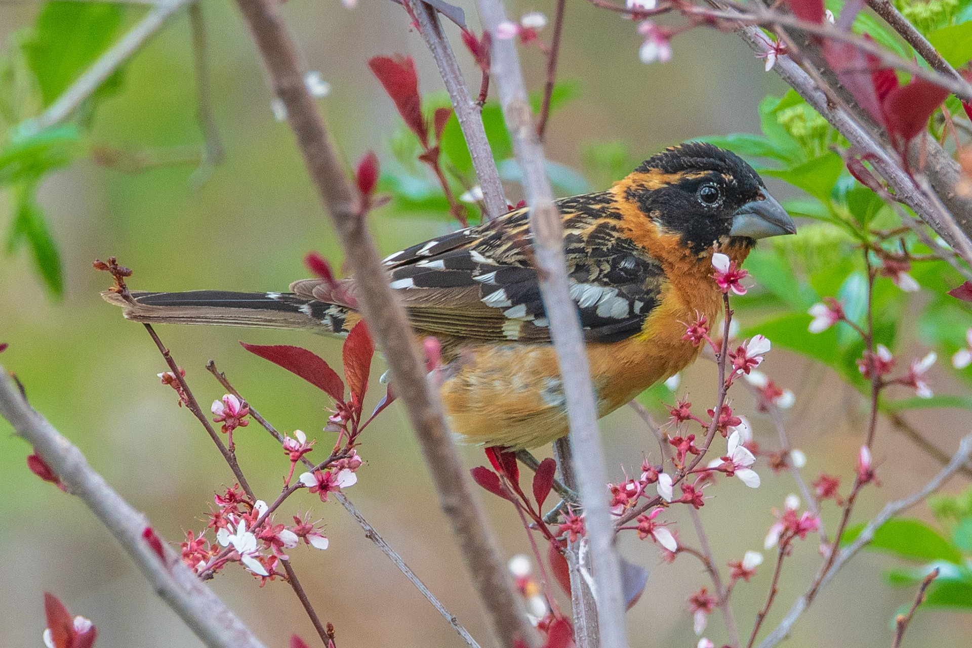Black-headed grosbeak