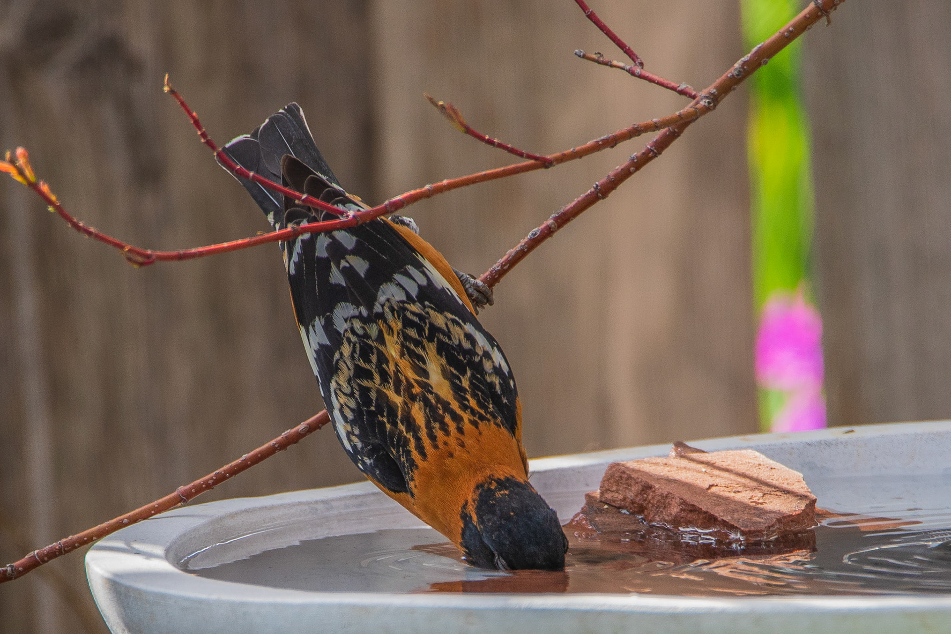 Black-headed grosbeak