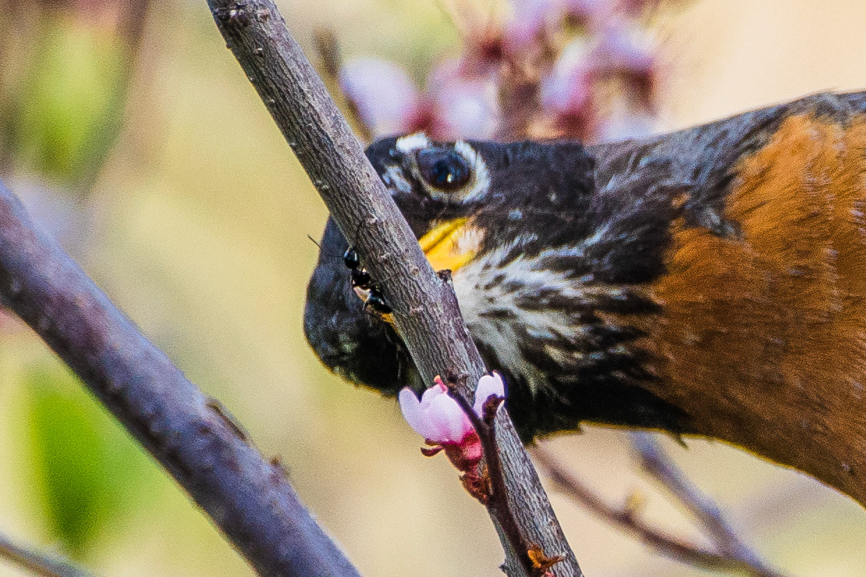 A Robin’s Croiss-ant Breakfast