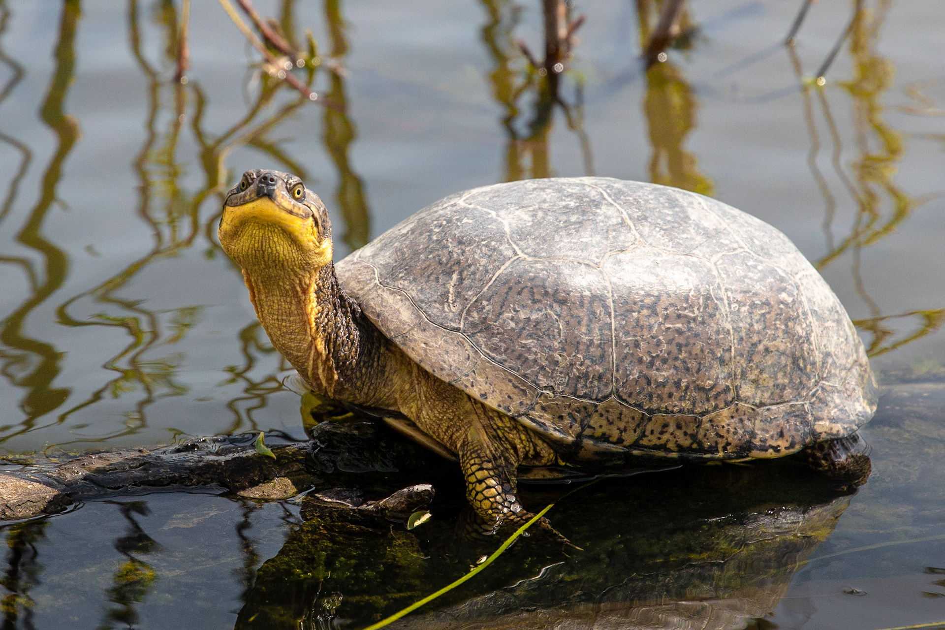 Blanding’s Turtle – a species which, as she found out, is protected both under the federal Species at Risk Act and provincially, in Ontario