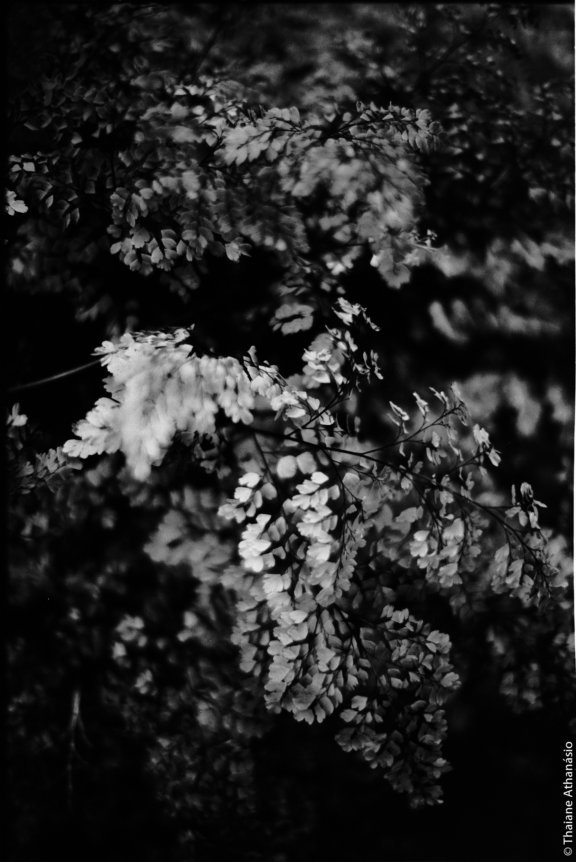 Filme: Agfa Cinerex 50
