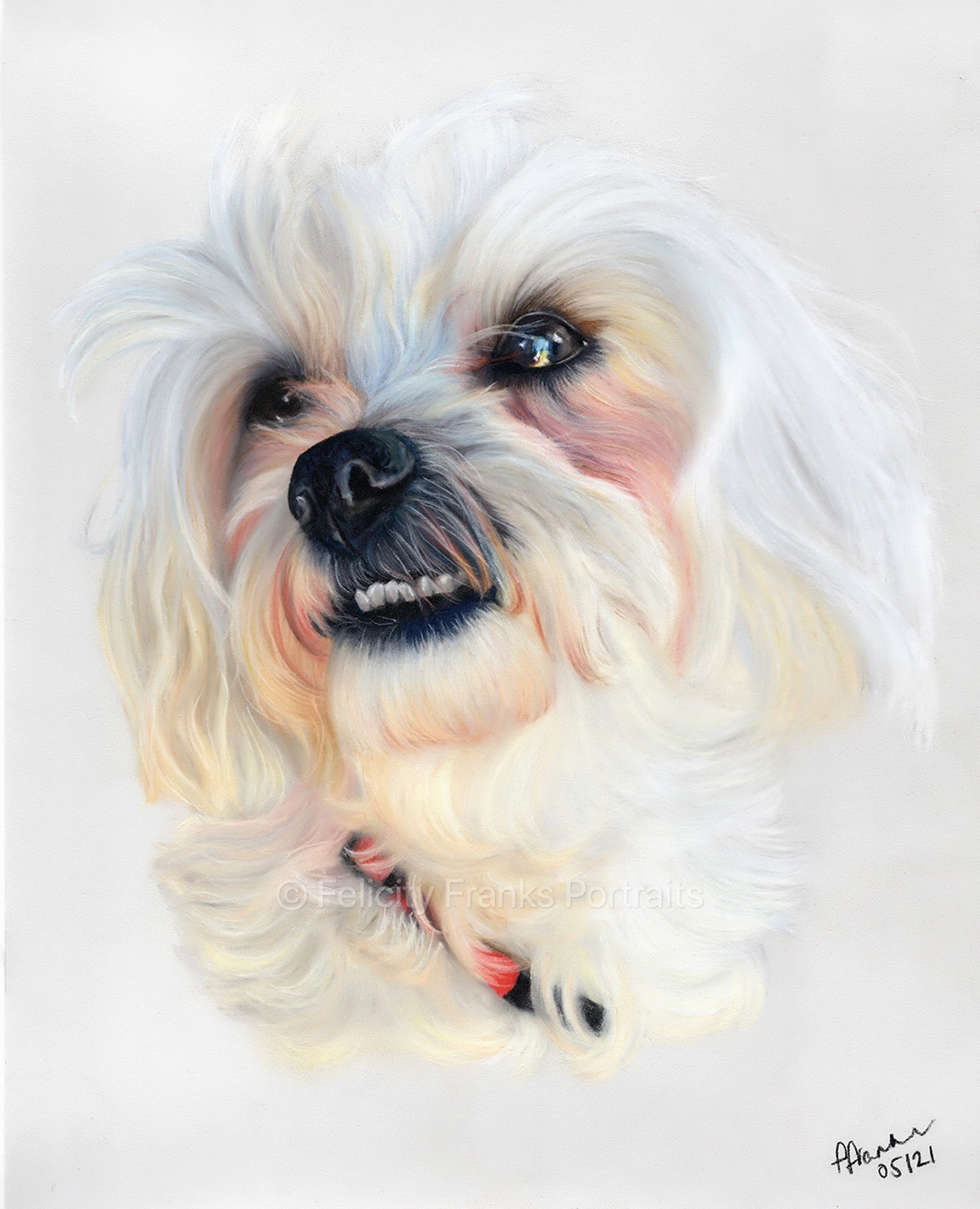 Shih-poo - 24 x 30cm Portrait in Pastels