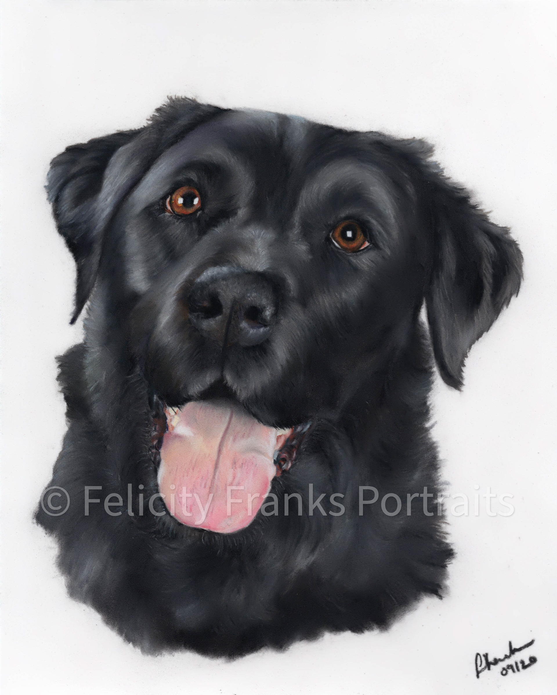 Murphy - Black Labrador - 24 x 30cm Portrait in Pastels