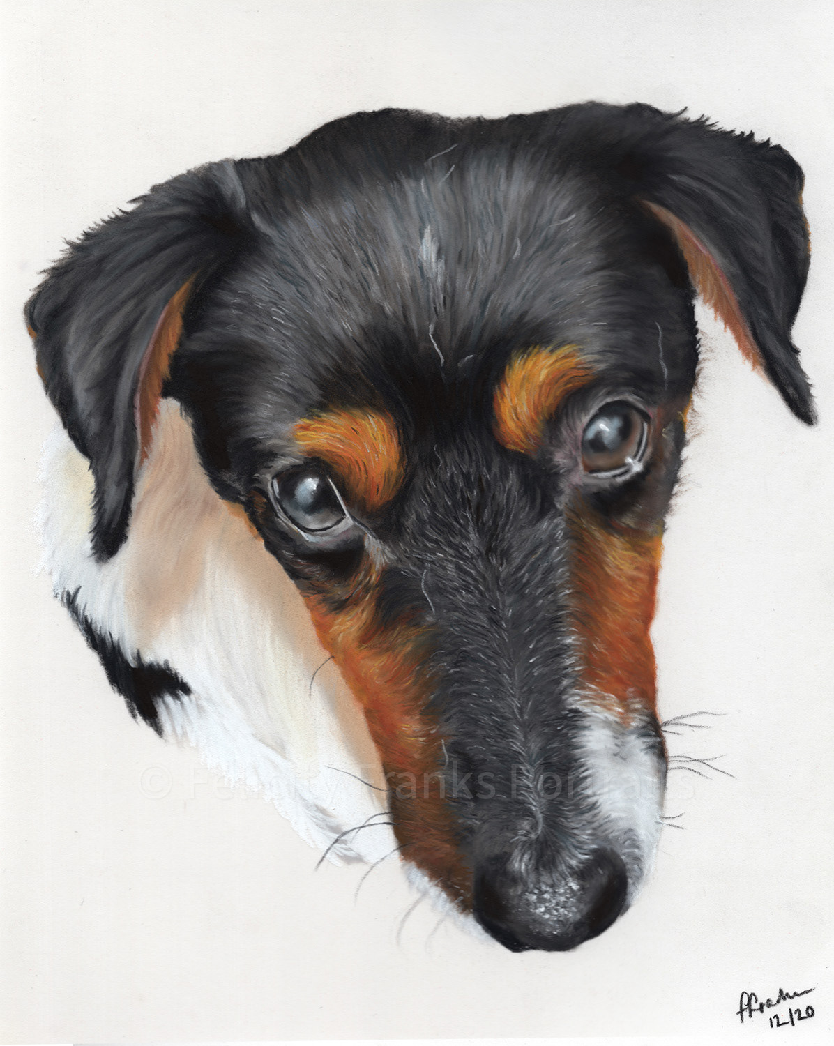 Mabel - Jack Russell - 24 x 30cm Portrait in Pastels