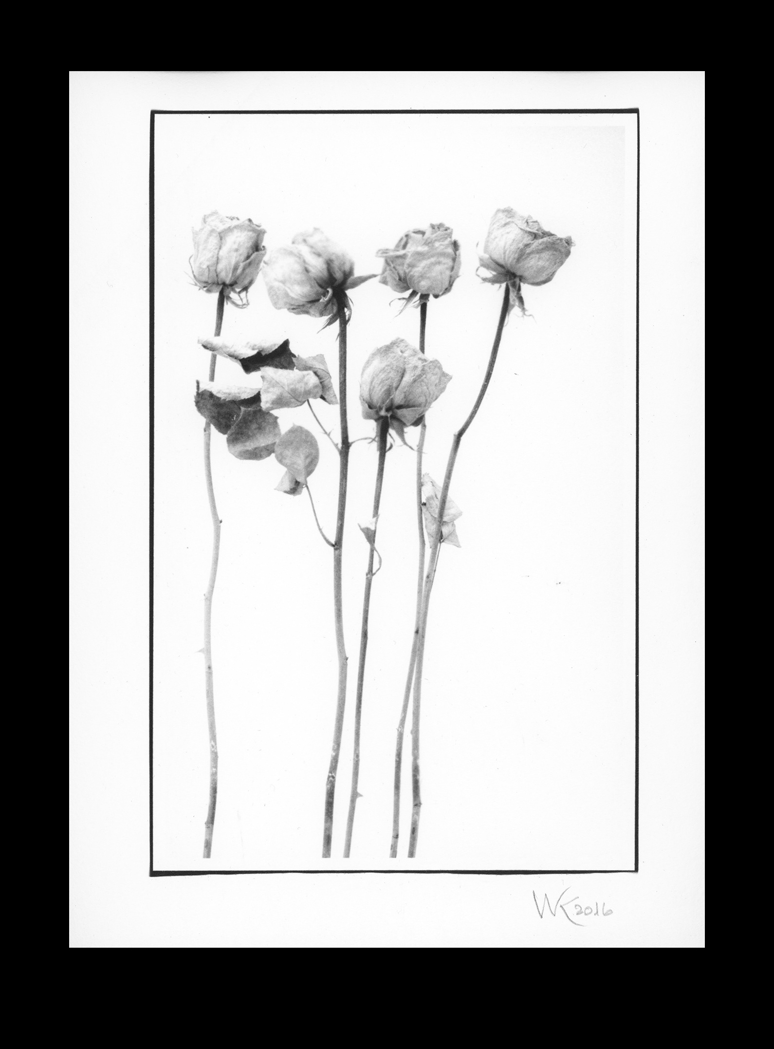 Roses - PlatinumPalladium