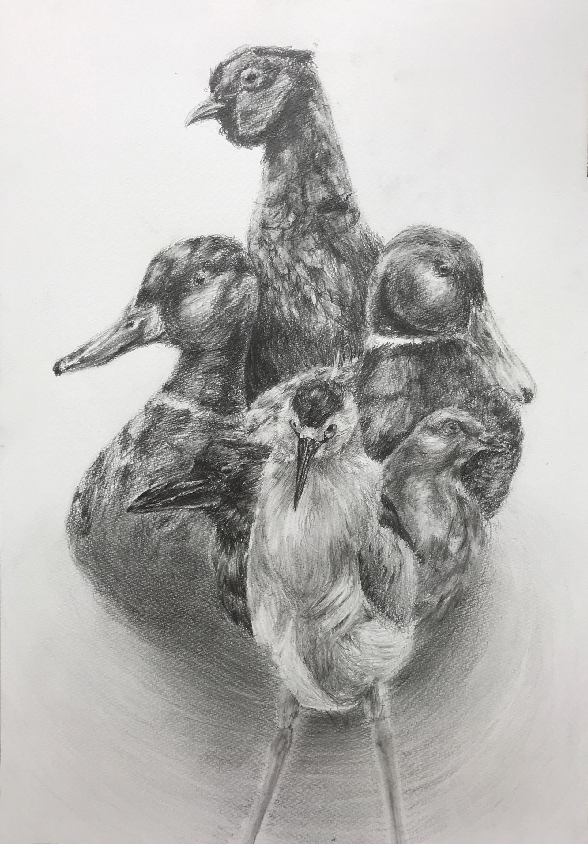 Hiroaki Hayakawa Drawing