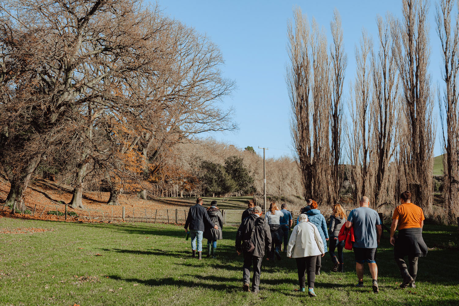 A short walk through Central Hawke's Bay farmland on Wallingford Station, guests soon arrive at the Oak tree plantation where the truffles lay hidden in the earth.