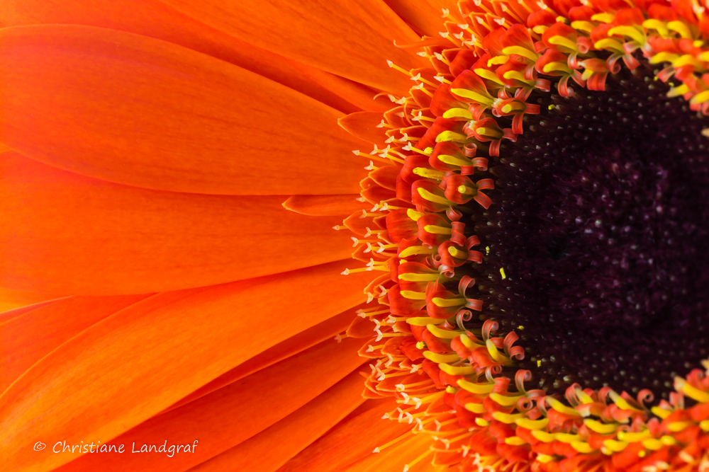 Gerbera