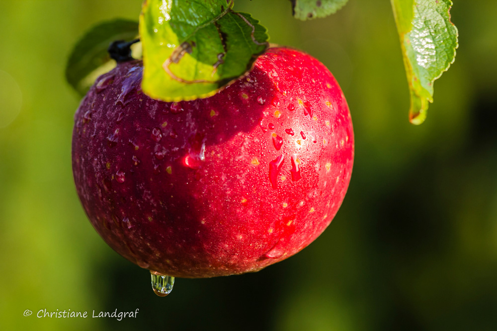 Apfel - Ingrid Marie