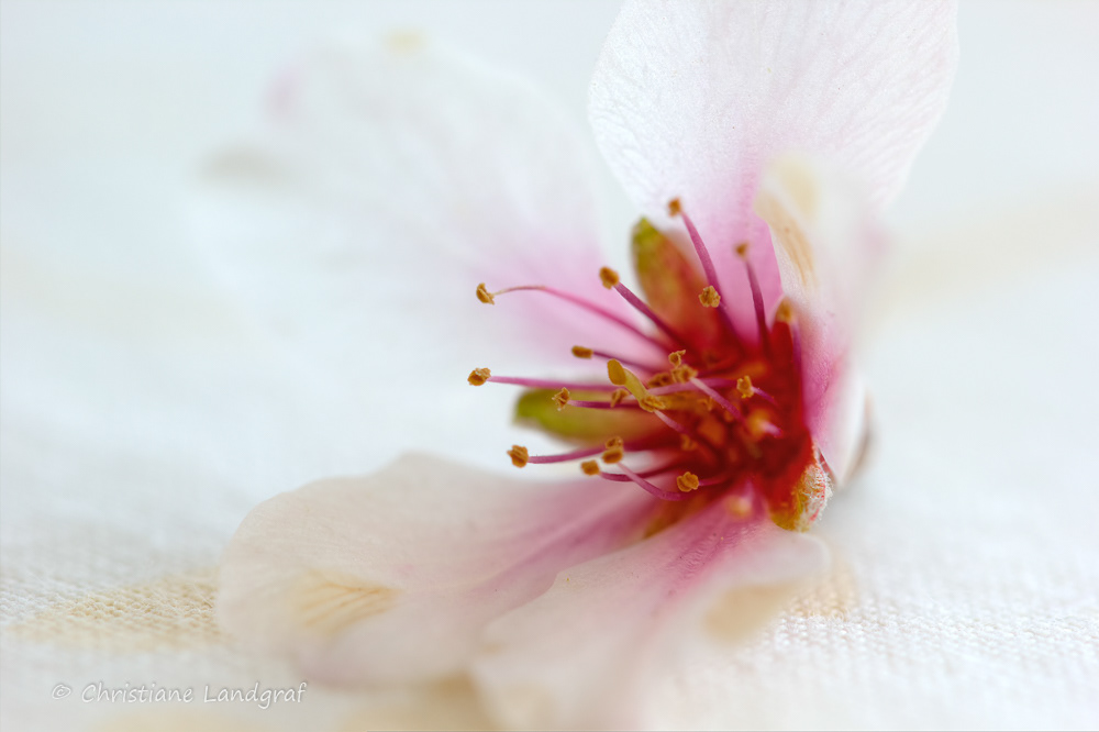 Mandelblüte