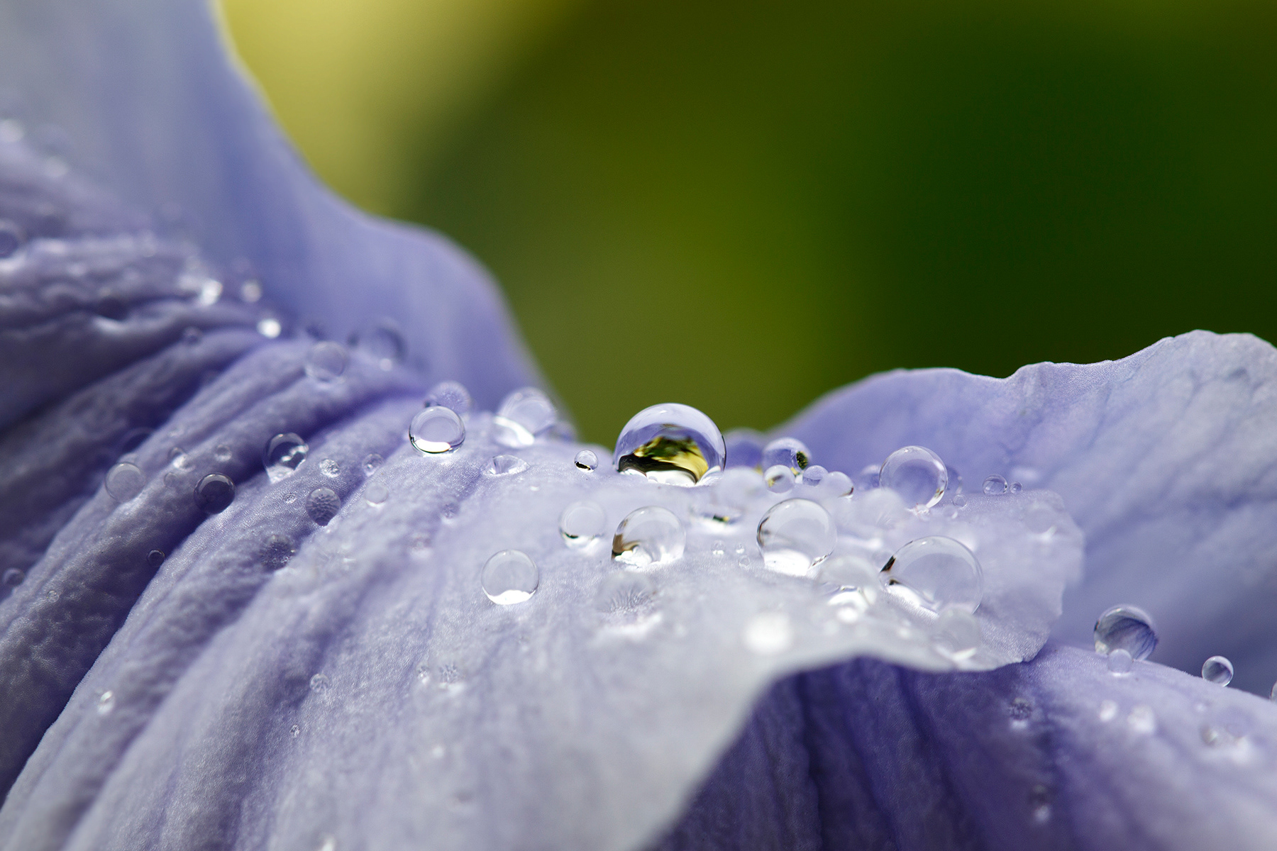 Sparkling Pansies